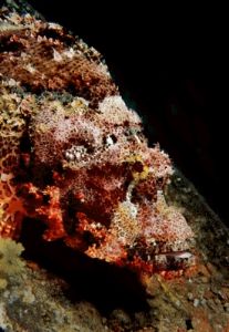 Scorpionfish shot in Northern Red Sea with Canon F1 in Ik... by Len Deeley 
